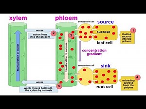 Types of Plant Tissue Video Lecture | Crash Course for Grade 9