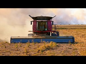 Harvesting Downed Rice with the Falcon Stripper Header by Applequist Mfg.