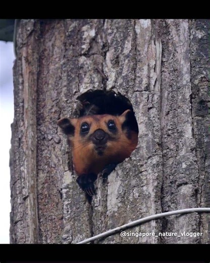 Red Giant Flying Squirrel at Rainforest Discovery Centre (Sepilok) in Malaysia