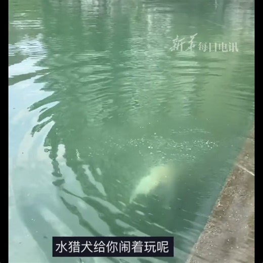 Labrador on a mission! 🐶💦 Diving like a pro to fetch things underwater — who knew swimming skills could be this impressive? 🐾👏 #LabradorLife #WaterDog #GoodBoyGoals | ShanghaiEye