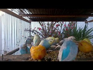 From Ordinary to Extraordinary Rare Budgie Colors Unveiled! 🌈✨