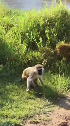 HIPPO IS DIARRHEA AND THE MONKEY GOT DIRTY 🤣 #viral #funny #hippo #monkey