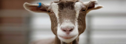 Goat Identification Tags