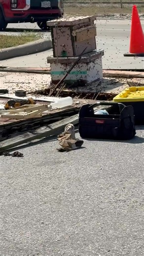 🐝 You never know what you’ll find when taking down a sign… sometimes, even a whole hive of 30,000–50,000 bees! 🐝 Huge thanks to Mid MO Bees for swooping in to save the day 👏 — keeping the bees safe and creating a safe work environment for our crew. On to the next step: installing a beautiful new sign! ✨ #AnySignAnywhere | Impact Signs Awnings Wraps