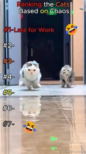 Cats Who Are 100% Broken 😂🐈 | #rank #cats #shorts