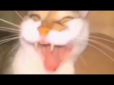 Orange cat laughing hard, and evil.
