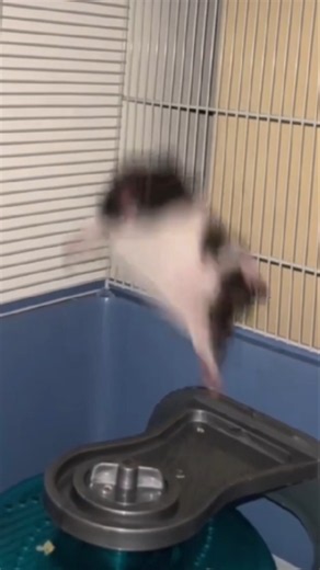 Top 5 Hamster Moments That Will Make You Laugh 🐹😂 #shorts #fyp #viral #hamsters #funniesthamsters
