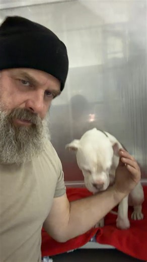 🚨 FOUND DOG – PLEASE SHARE (LOCAL) 🚨 If you’re local, please help us by sharing this post 🐶💙 This precious girl appears to be lost, and our biggest hope is to reunite her with her family. 📍 Found north of Belcourt Sadly, she was found in the middle of the road, and a driver slid into her — she was hit 😔 Right now, she is safe with us and on pain medication to keep her comfortable. 🩺 We will be taking her in tomorrow for x-rays to assess any injuries. If this is your pup, or if you know wh