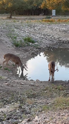 🦌 Trophy Whitetail Hunts at T’s Ranch – Junction, TX If you’ve been waiting for the right time to chase a giant Texas whitetail — this is it. T’s Ranch delivers a first-class hunting experience with the heart of true Texas hospitality. ✔️ All-inclusive lodging & chef-prepared meals ✔️ 1x1 fully guided trophy hunts ✔️ Bucks ranging from 150”–300” ✔️ Private airport pickup (Junction Airport) ✔️ MLD3 – early season hunting opportunities Whether you’re booking for a corporate group, family, or solo