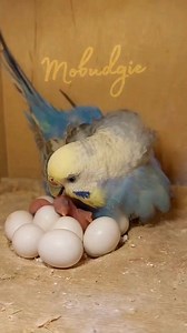 Cuteness Budgie Mum Care for New Babies. #budgie #budgies #pets #birds #babybirds #parrot #everyone #nest #watch #petswatch #mom #Mobudgie | Mo Budgie