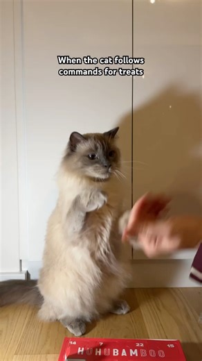 Trained cat performing tricks. #cattricks