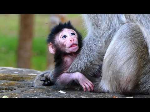 Cute baby monkeys while they stay with their mother, | AmberTroop