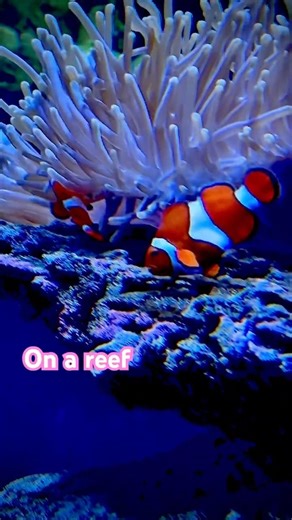 Two Birds #shorts #trending #tiktok #fish #nemo