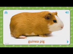 Domestic animal flashcards | Video for children | English for kids | Educational game