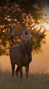 Known for their iconic roar and impressive antlers, red deer were once native to Europe, Asia, and North Africa - but now they’ve spread worldwide. In places like Australia and South America, their unchecked populations are trampling ecosystems, outcompeting native species, and accelerating environmental damage. 🌱⚠️ Managing their spread is key to protecting biodiversity. Read more here: bit.ly/42J5XYz #RedDeer #InvasiveSpecies #WildlifeConservation | Conservation Frontlines