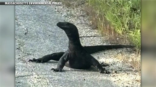 Giant lizard on the loose spotted in Douglas