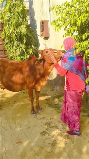 गऊ मैया आ गई 🐄🐄
