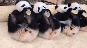 10K views · 1.2K reactions | Peluches everywhere 殺殺殺 #SpookySeason #petcare #petherapy #cuteanimals #fblifestyle #panda #fluffy #pandas #cute #naturephotography #nature #care #beautiful #love #funnyanimals #babypanda #babypandas | Pandas, a Light In My Heart | Facebook