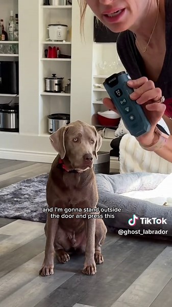 Dog Training Device to Stop Barking in Minutes