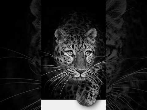 🐅 LIVE Charcoal Tiger Drawing | Hyper Realistic Tiger Sketch | Step-by-Step Art Process