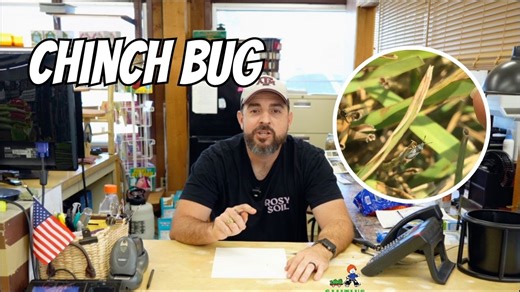 5.2K views · 69 reactions | Tiny chinch bugs can cause big lawn problems!  Watch for yellow, patchy areas—they’re a sign these pests are at work. Protect your lawn!  #chinchbugs #lawncare #gardenpests #smithsgardentown | Smith's Gardentown | Facebook