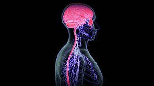 human central nervous system is made up of the brain and spinal cord: The brain controls how we think, learn, move, and feel. The spinal cord carries 6d animation