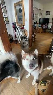 Howling Musicality : Malamutes Original Playback #howlingdogs #malamutelovers #funny dogs