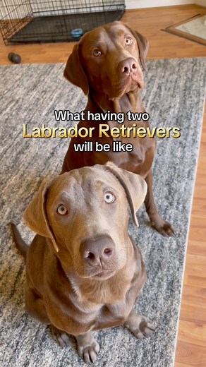 Life with two labs 😆 | Hannah Stiles