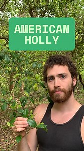 24 comments | Here we look at American holly (Ilex opaca) within the sunken forest of Fire Island. . #tree #trees #plant #plants #arborist #treestagram #ecology | Levitreeschool | Facebook