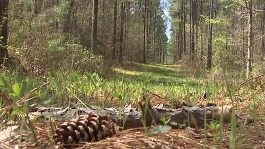 'We've been publicly threatened': Tensions rising between NC landowners and deer hunters with dogs