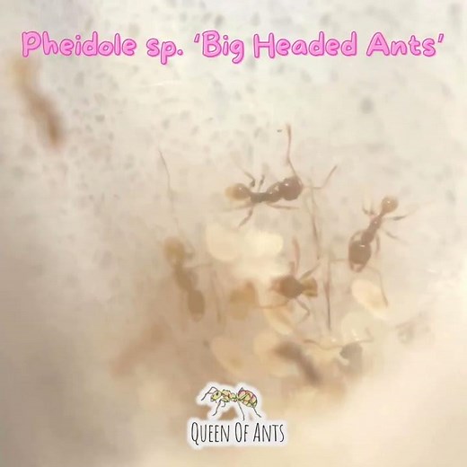 Species Spotlight: Australian Pheidole "Big Head" Ants #bigheadants #antkeeping #scienceproject