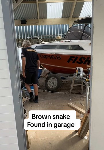 Brown Snake Encounter in the Garage: A Surprising Find