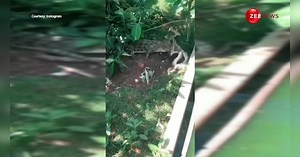 Shocking Video: नदी किनारे रेंगता हुआ आया विशालकाय अजगर, मगरमच्छ ने एक ही बार में कर दिया काम तमाम