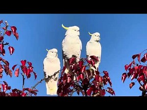What Cockatoos really sound like! | Watch to the end for the Cutest Cockatoo Sounds Ever?!