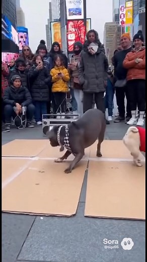 832K views · 16K reactions | Round 2 with a twerk at the end!  #dog #pitbulllife #picturechallenge #pitbullsarelove #pitbull | I Love Pit Bulls | Facebook