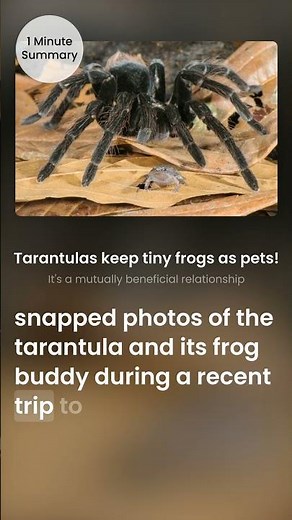 🐸 Tarantulas keep tiny frogs as pets!