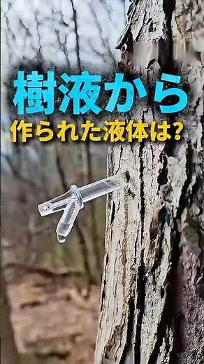 メープルシロップはこうして作られる
