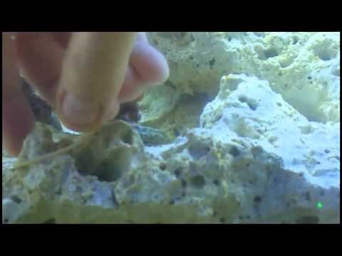 Xenia Coral Fragging tutorial made easy for beginners!