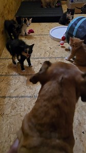 505K views · 27K reactions | The kittens still aren't sure about Minion #narrowayhomestead #theoneandonlyminion #farmdog #kittensoftiktok | Nate Petroski | Facebook