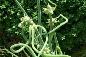 Egyptian walking onions – what are these strange-looking plants?