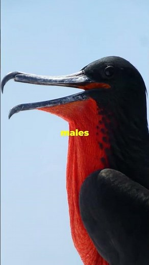 Why the Magnificent Frigate Bird is Infamous!