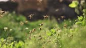 4k 120 fps slow motion of swarm of honey bees flying around beehive...