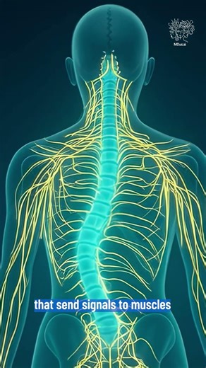 Muscle & Spine.. How Curves Develop?