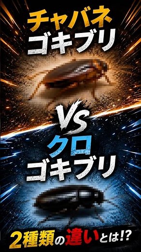 クロゴキブリとチャバネゴキブリの違い知っていますか？🪳プロが3分で解説！