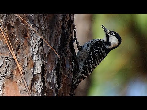 Red-Cockaded Woodpecker Conservation