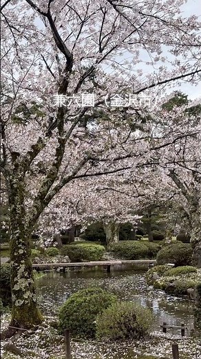 兼六園（金沢市）#旅行 #歴史 #観光 #金沢#兼六園