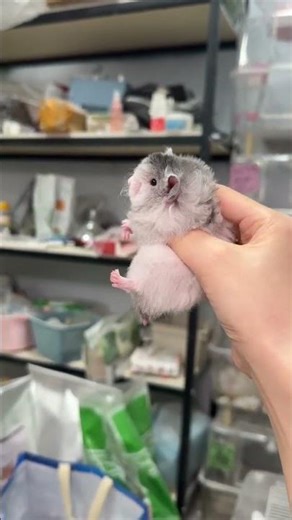 Discover the Majestic Black Polly Cub of Xi'an Golden Thread Bear