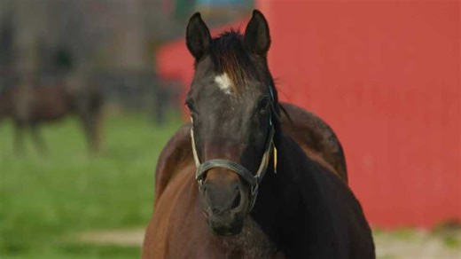 The story of Seattle Slew's final foal, Maggie Slew, and her final foal