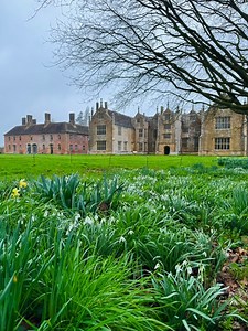 8.4K views · 341 reactions | Snowdrops and daffodils bloom at...