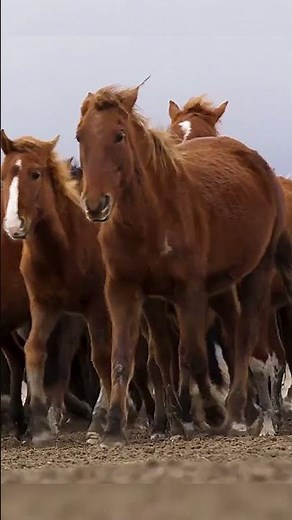 Wild Horses Running Free 🐎 | Cinematic Nature Clip | Relaxing & Aesthetic Video 4K #2025shorts